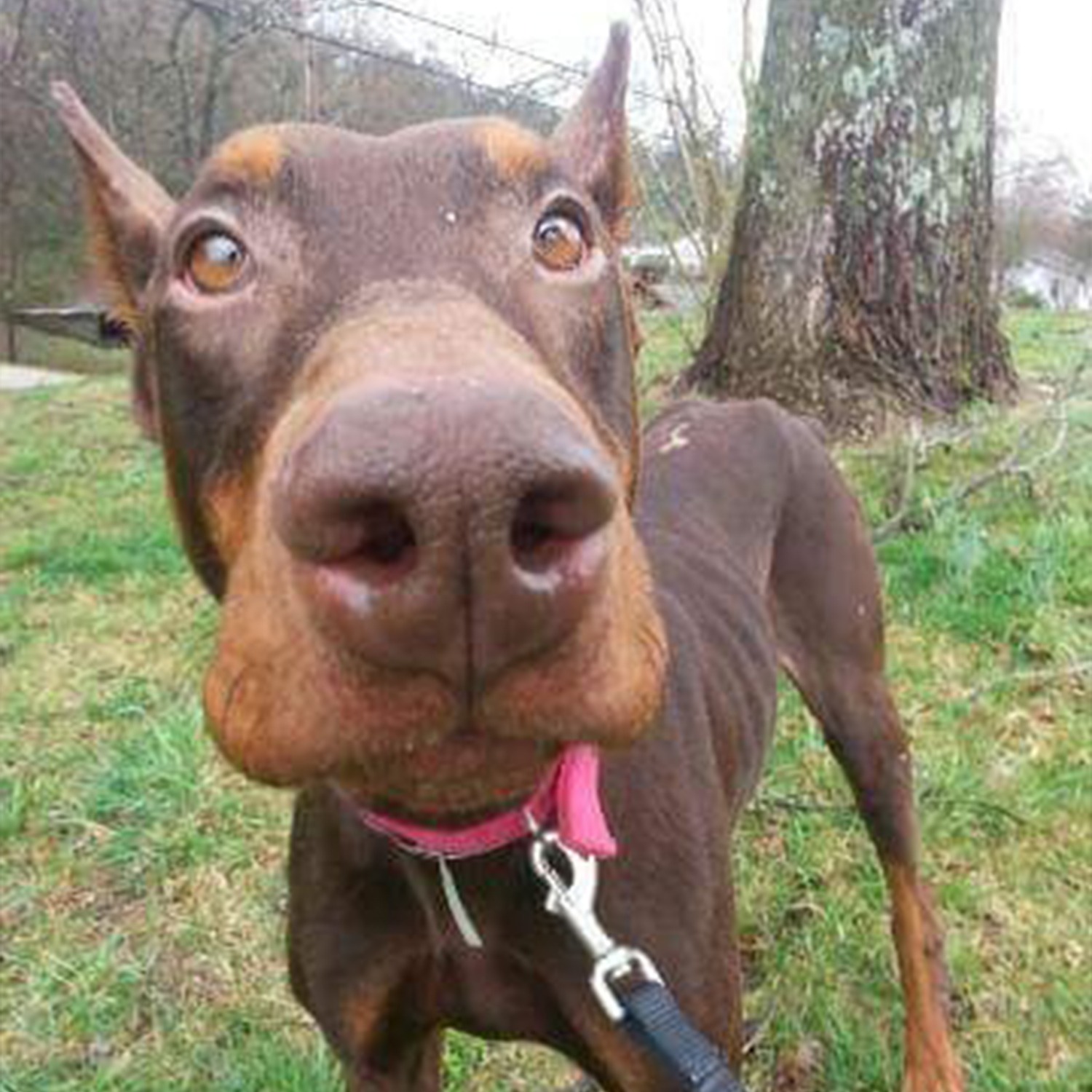 Tennessee_Doberman_Plus_FAQ